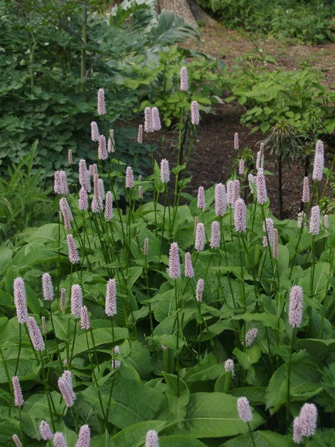 Persicaria bistorta 'Superba'